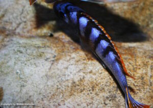 Labidochromis sp. 'mbamba' Mbamba Bay